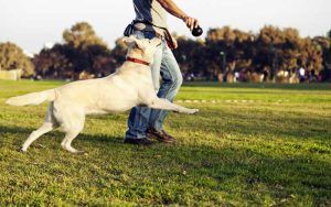 adiestrador-de-perros-en-madrid