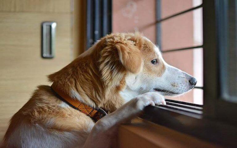 noblecan-ansiedad-separacion-en-perros