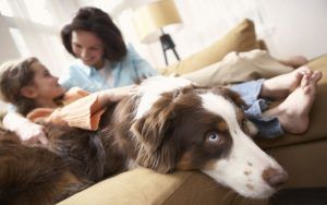consejos-trucos-adiestrar-perros
