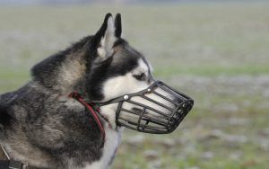noblecan-acostumbrar-perro-al-bozal