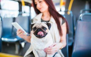 noblecan-viajar-en-autobus-con-perro