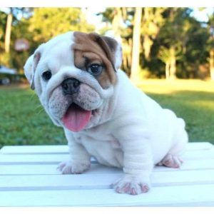 mejores-perros-vivir-piso-pequeño