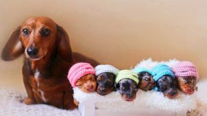 Cómo cuidar a tu perra cuando ha perdido alguno de sus cachorros
