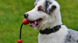 importancia-juego-para-tu-perro