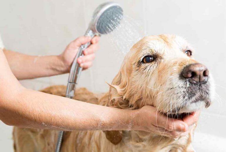 vencer-miedo-canino-a-bañarse