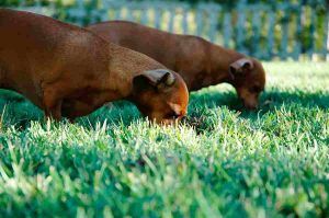 noblecan-perros-comen-hierba