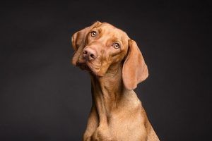 noblecan-estado-animo-perros
