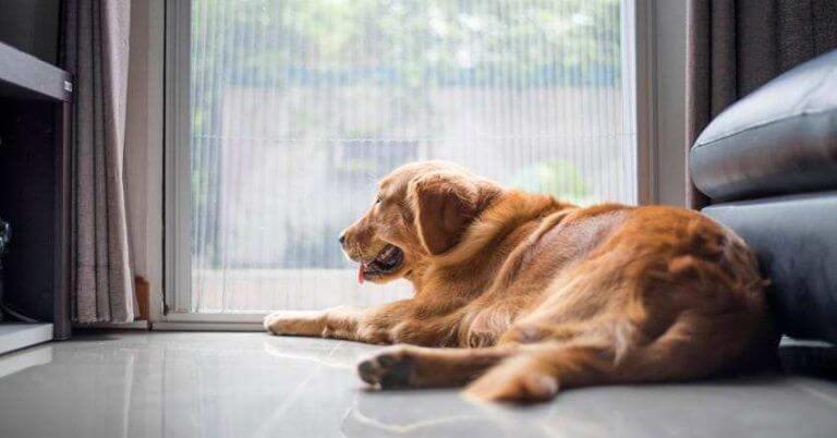 perro-mirando-ventana-confinamiento