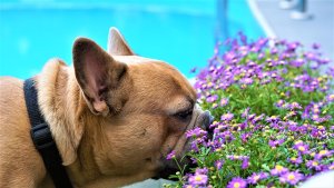 noblecan-perro-oliendo