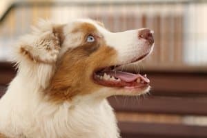 como-hacer-que-tu-perro-te-haga-caso