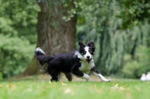 border-collie-pendiente