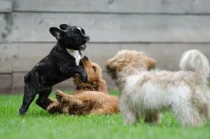 cachorros jugando acudir llamada