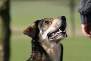 como-adiestrar-a-mi-perro