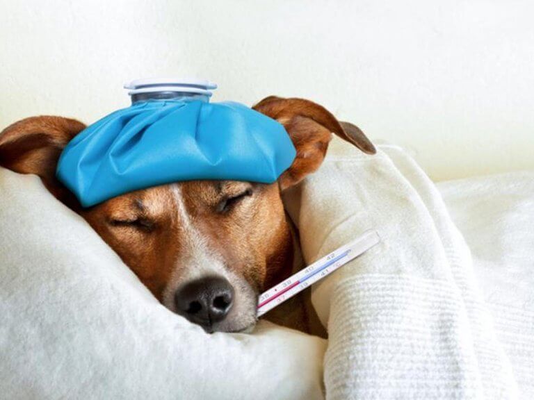 ¿Los perros se resfrían?