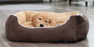 Cómo elegir la cama idónea para tu perro