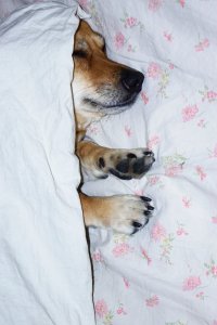 noblecan-dormir-con-tu-perro