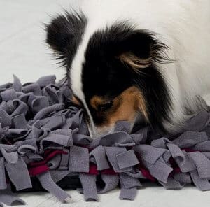 perro-alfombra-olfativa