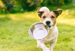 consejos para alimentar a tu perro