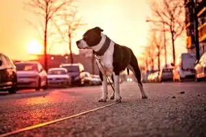 5 consejos para cuidar a tu perro en la ciudad
