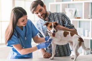 Curso auxiliar veterinaria adiestramiento