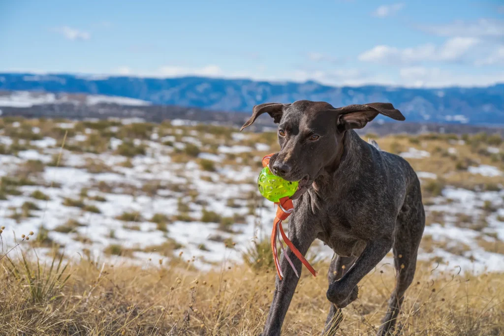 regalos para perros deportistas