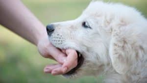 Mi cachorro me muerde