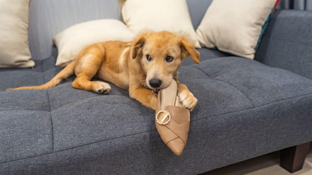 Cachorro muerde