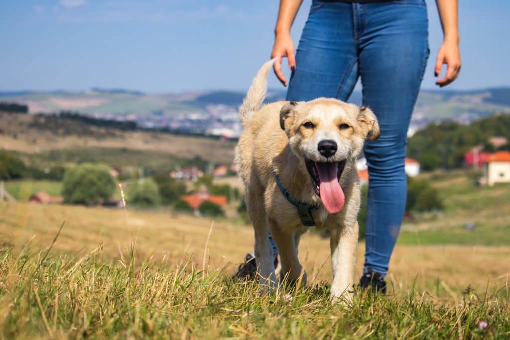 Juegos mentales para perros