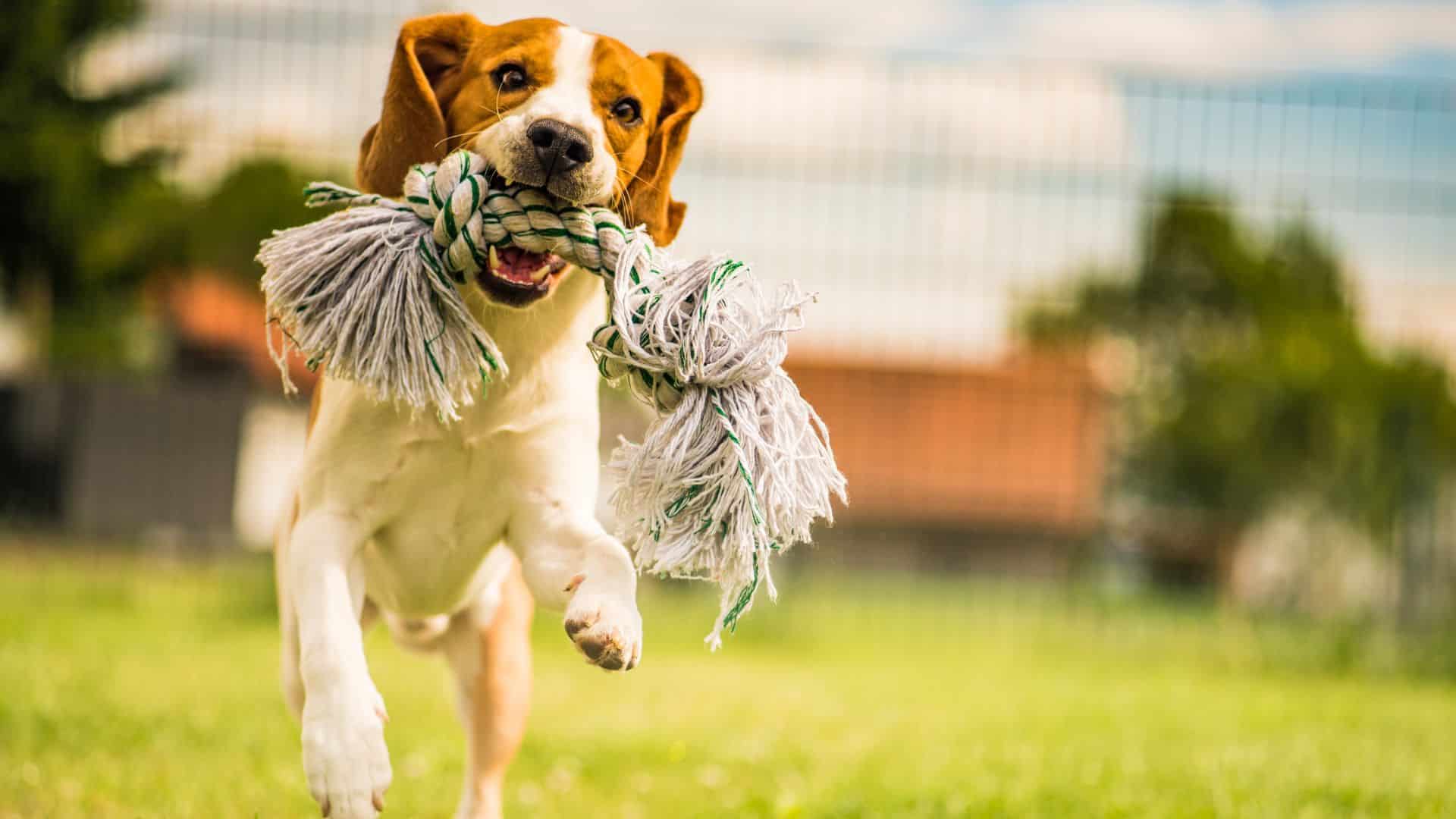 10 ejercicios con tu perro en la ciudad