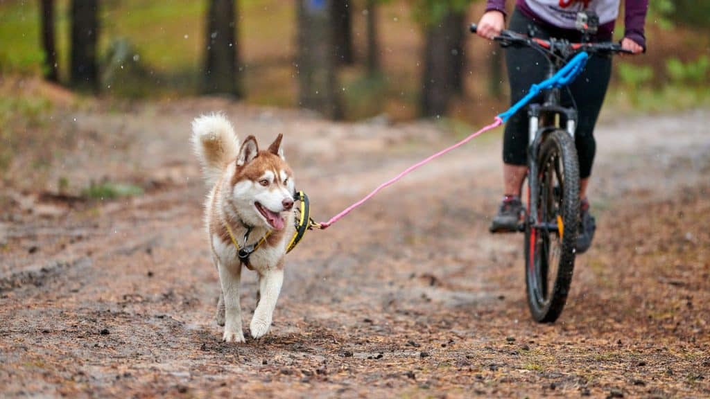 ejercicios para practicar con perro