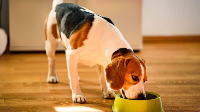 Consejos elegir un buen alimento para tu perro