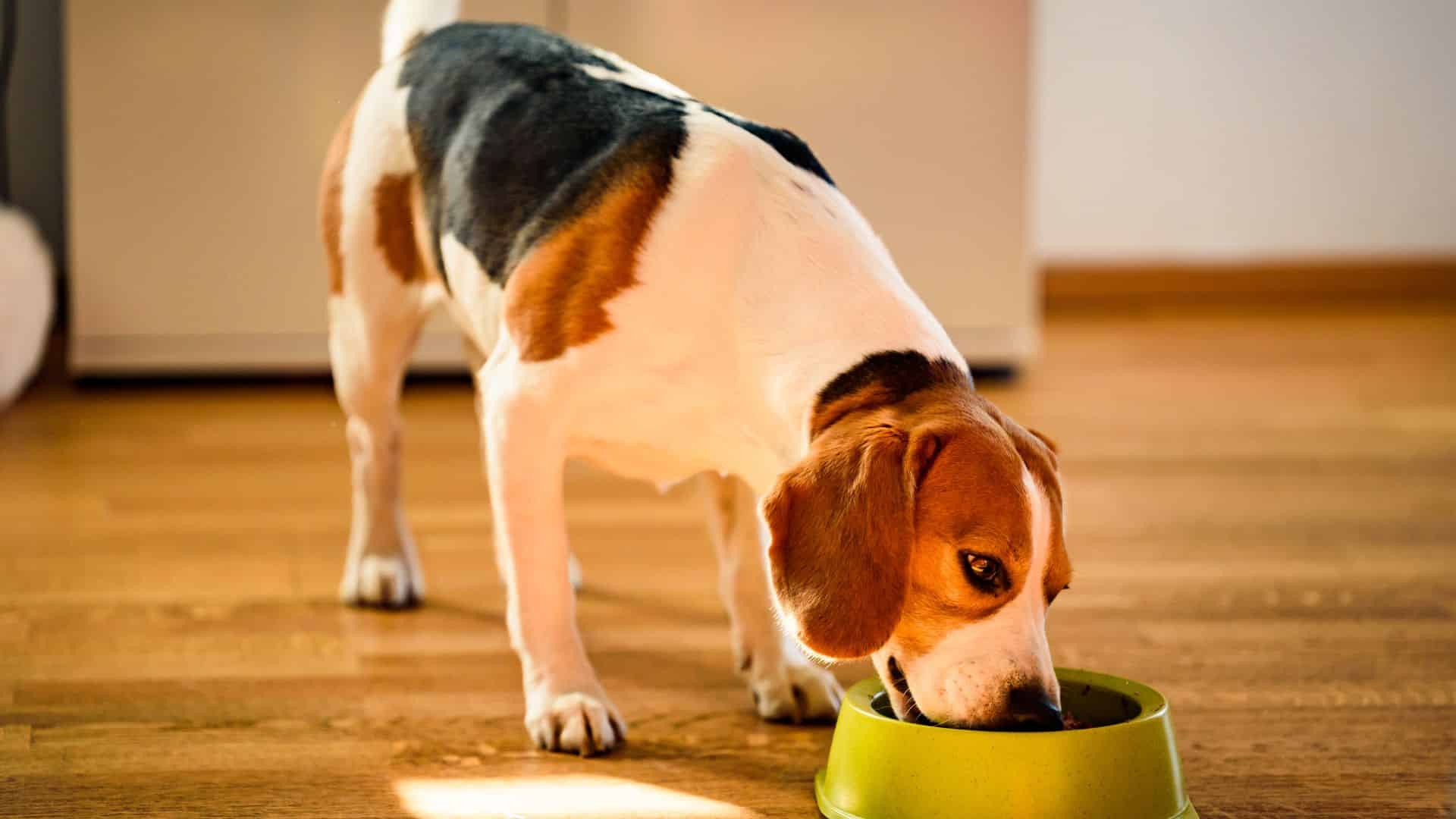 Consejos elegir un buen alimento para tu perro