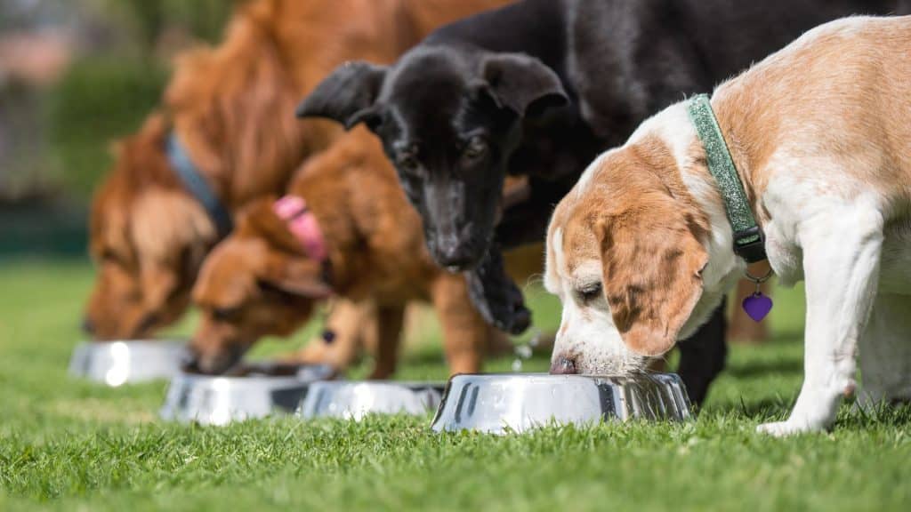 Elegir un buen alimento para perros