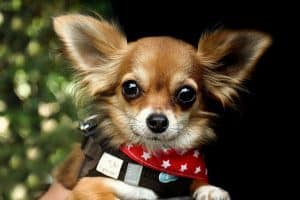 Perros mini