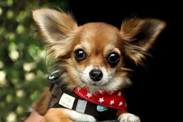 Perros mini