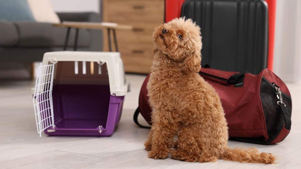 Viajar con tu perro