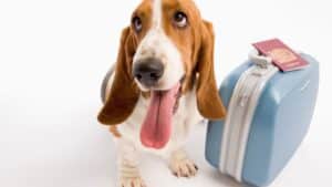 Viajar con tu perro