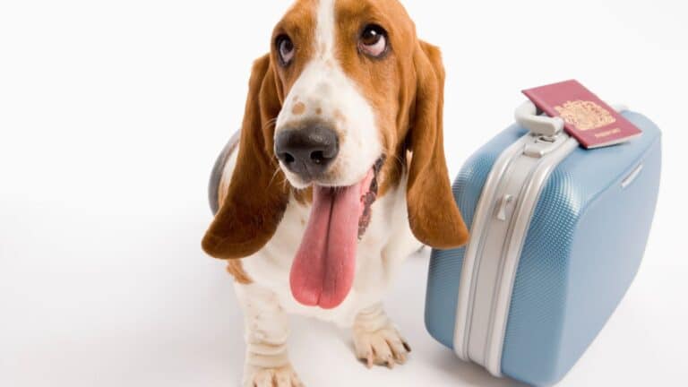 Viajar con tu perro