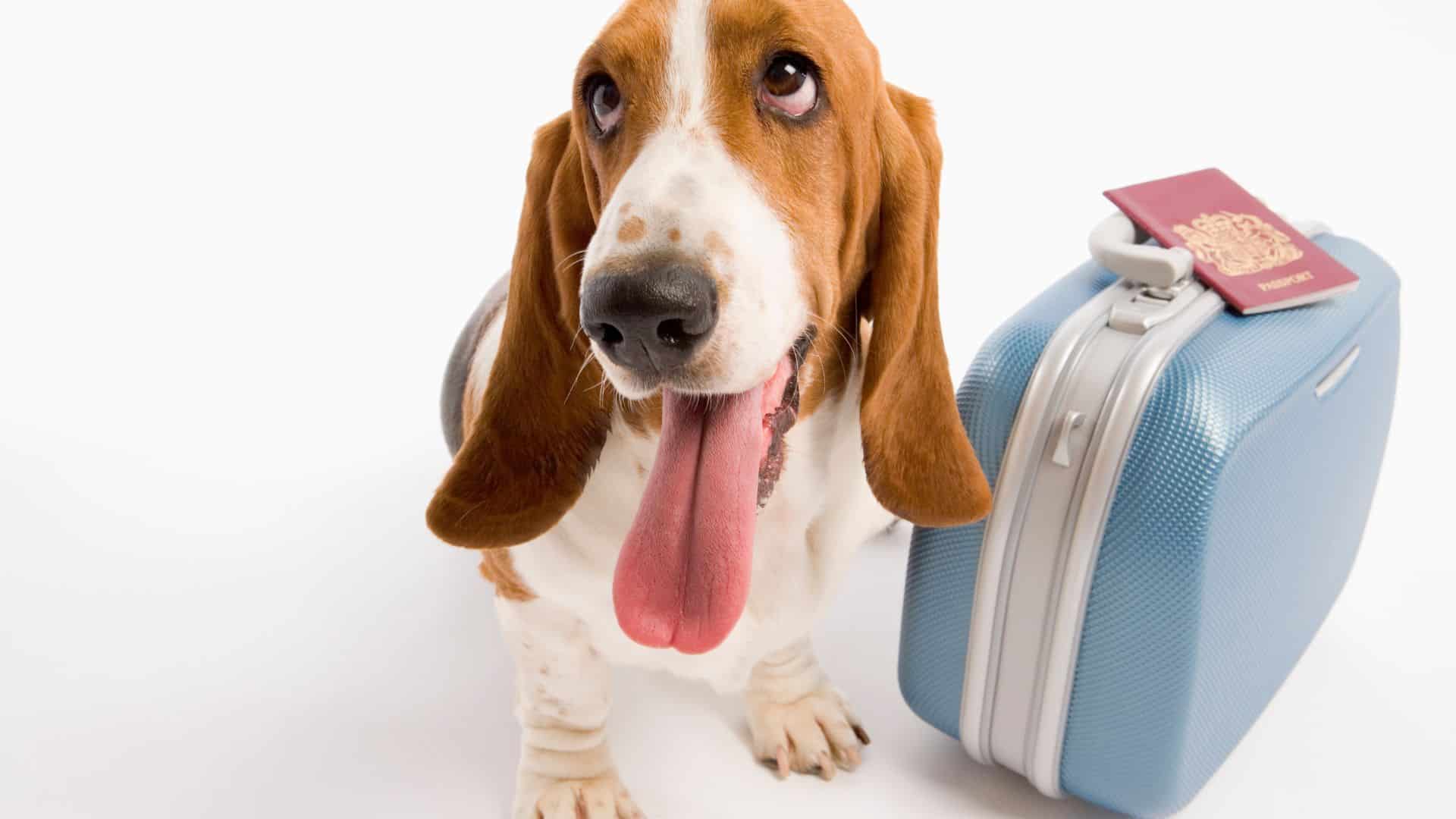 Viajar con tu perro