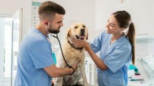 Elegir veterinario