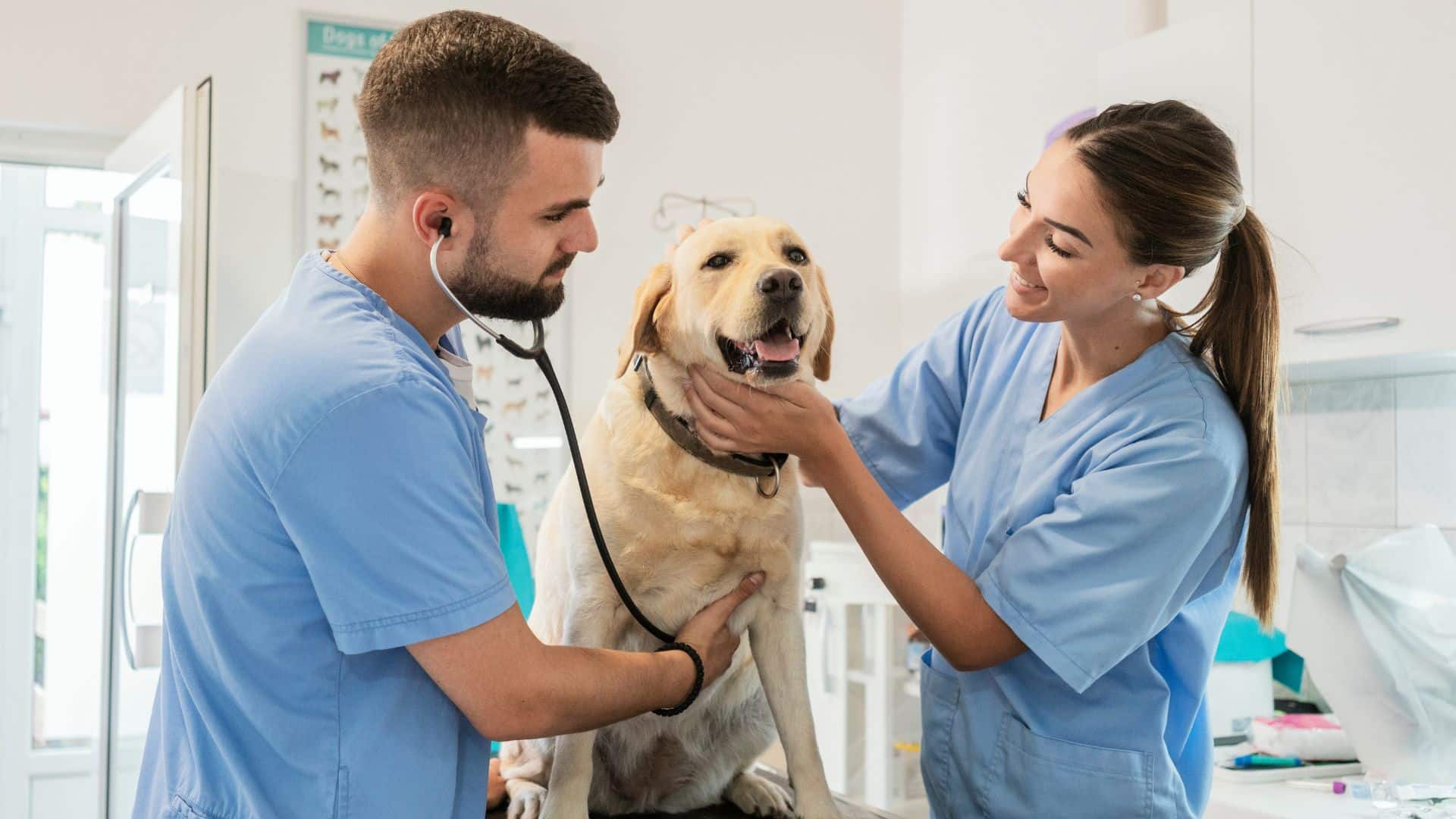 Elegir veterinario