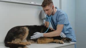 Consejos para el cuidado de mascotas