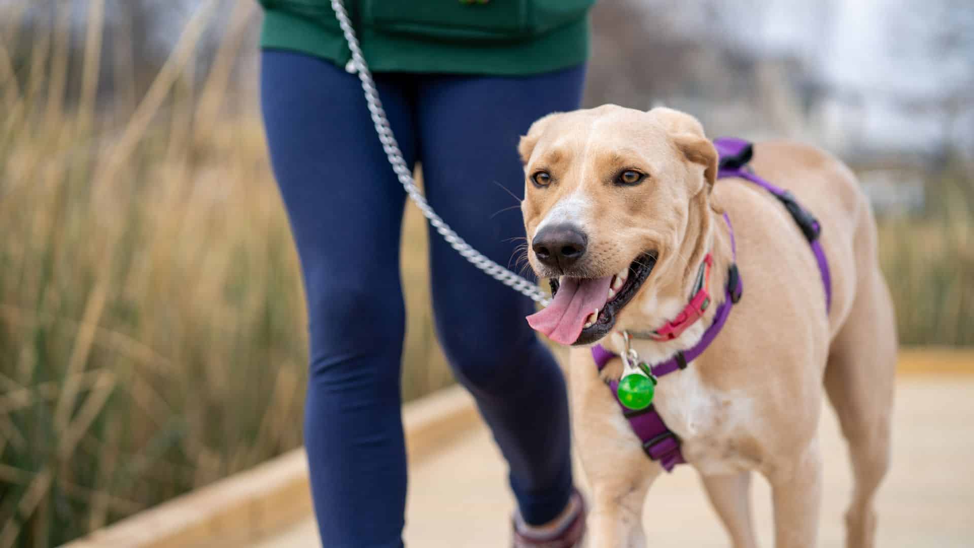 Adiestramiento canino Puçol