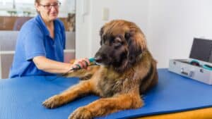 Rehabilitación canina