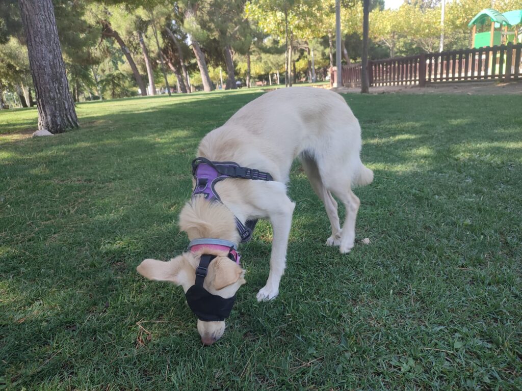 Guía completa sobre la Calming Cap: cómo utilizarla para perros con ansiedad Calming Cap: adaptación gradual