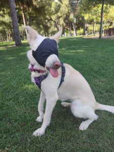 Calming Cap: guía completa
