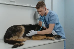 Por qué la prevención es clave para cuidar la salud de tu perro