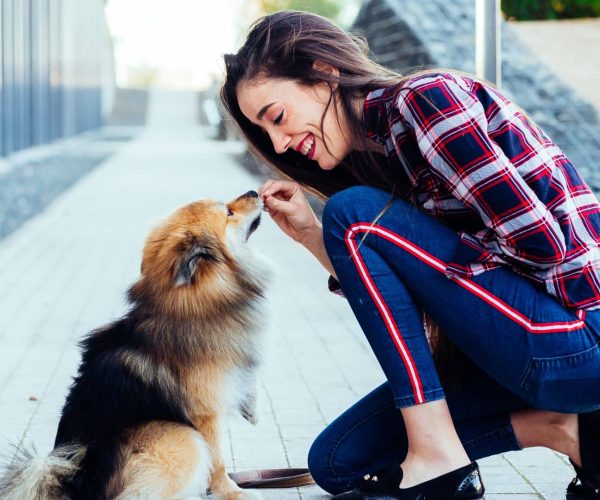 Educación Canina sin Castigos en Madrid