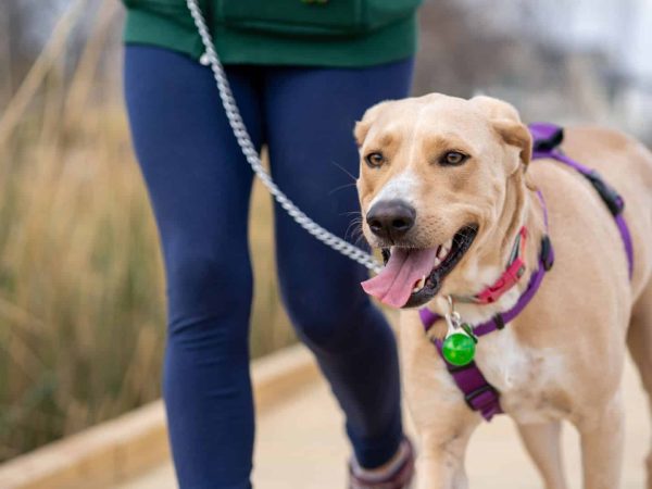 Adiestramiento canino en Quart de Poblet